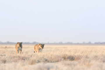 Female lion in Etosha National Park - obrazy, fototapety, plakaty
