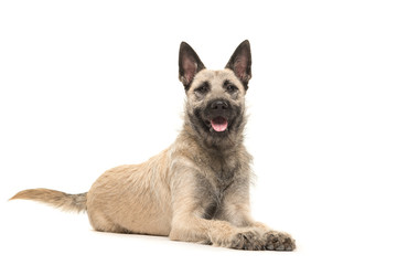 Lying down Dutch wire-haired shepherd facing the camera with tongue sticking out isolated on a white background