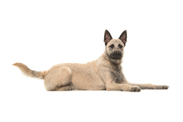 Dutch wire-haired shepherd lying on the floor facing the camera seen from the side out isolated on a white background