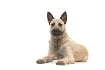 Dutch wire-haired shepherd lying on the floor facing the camera seen from the front isolated on a white background