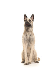 Blond dutch wire-haired shepherd sitting and looking up isolated on a white background