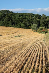 golden field after harvest