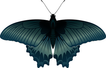 vector  tropical butterfly Great Mormon Papilio rumanzovia