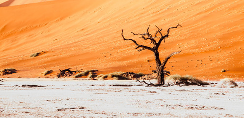 Naklejka na ściany i meble Desolated dry landscpe with dead camel thorn trees in Deadvlei pan with cracked soil in the middle of Namib Desert red dunes, Sossusvlei, Namibia, Africa.