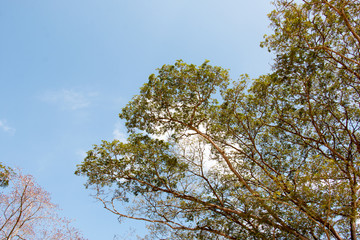 green treetop and sky,branch of tree,brown color of branch