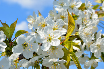 White flowers on the branches of trees in the spring