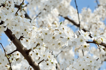 White flowers on the branches of trees in the spring