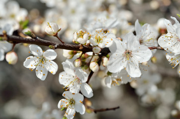 White flowers on the branches of trees in the spring
