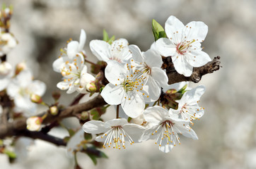 White flowers on the branches of trees in the spring