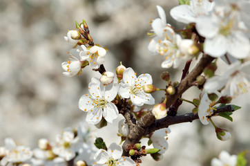 White flowers on the branches of trees in the spring