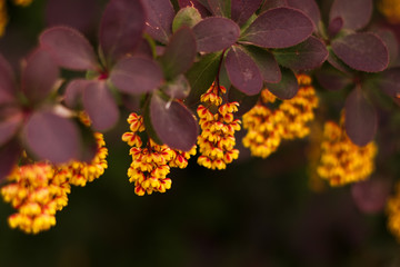 Барбарис Тунберга, цветение