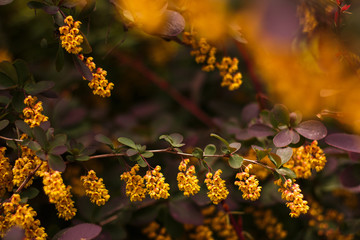 Барбарис Тунберга, цветение