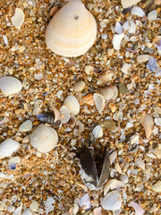 Natural sandy surface ocean sea beach backdrop top view background