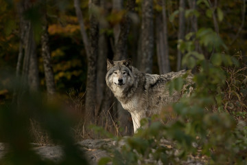 Timberwolf oder Grauer Wolf (Canis lupus) auf der Jagd im Herbst in Kanada
