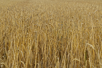 Wheat spikes on field