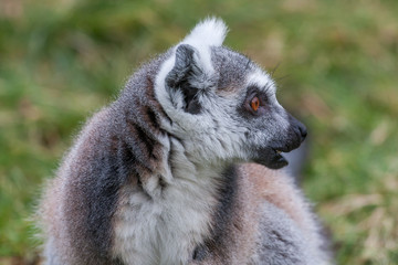 Obraz premium Portrait of a Lemur