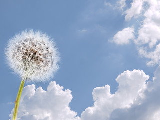 Dandelion seed head, clock, against blue sky. Clean air, environment concept background.