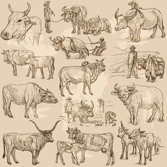 cattle animals - an hand drawn vector pack, collection.