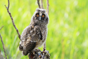 little owlet sitting on a branch among green grass