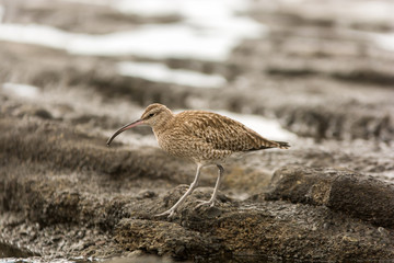 Wasservorgel auf Teneriffa