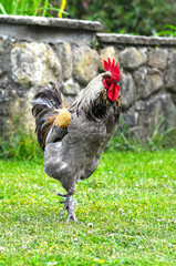 Big rooster strutting