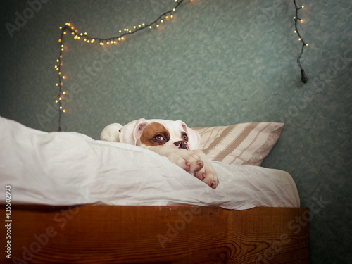 "Boxer Dog Laying in Owner's Bed" Stock photo and royalty-free images