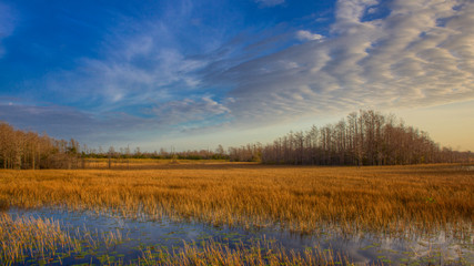Fototapeta premium Everglades morning