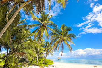 Fototapeta na wymiar Tropical white sandy beach with palm trees. Cross processed. Ins