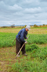 Farmer in old clothes mows grass in the field