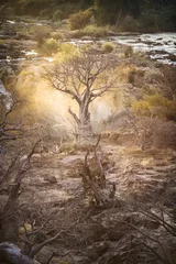 Papier Peint photo Baobab Baobab at sun rise