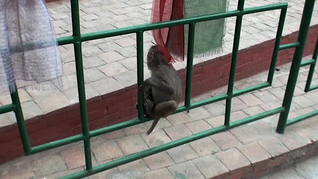 Monkey sitting on the fence on streets of Kathmandu in Nepal. Very nice.