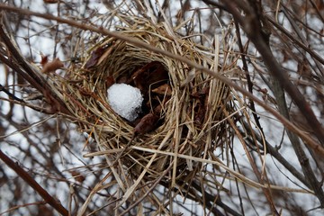 Sparrow nest with snow "egg."