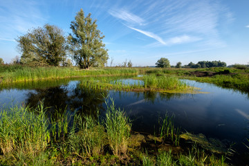 Fototapeta na wymiar Nature in the Netherlands