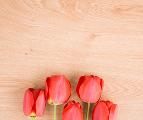 Naklejka na ściany i meble red tulips