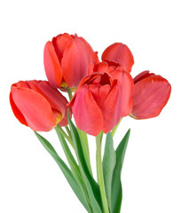 Red tulips flowers isolated