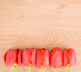 wet tulips
