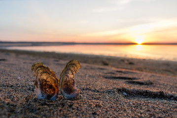 shell on the beach © Vladislav