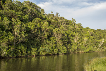 Fototapeta na wymiar Tropical forest on bank of river