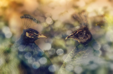 Male and female Peacock bid, romantic bokeh