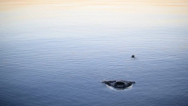 Stone skipping on water at dawn. Beautiful view of throwing a small flattened rock bouncing off water surface across body of water many times and finally sinking in the lake, river, sea or ocean