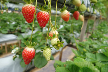 Fresh strawberries that are grown in greenhouses