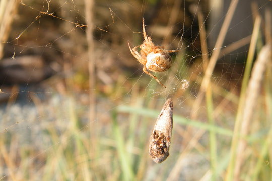 Brown Spider in a Web with Food Ball