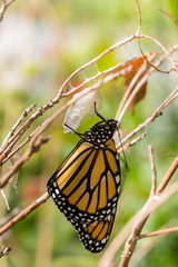 Monarch Butterfly Just out of Chrysalis Warming in the Sunshine Vertical