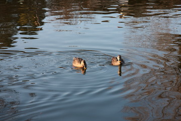 池の水鳥