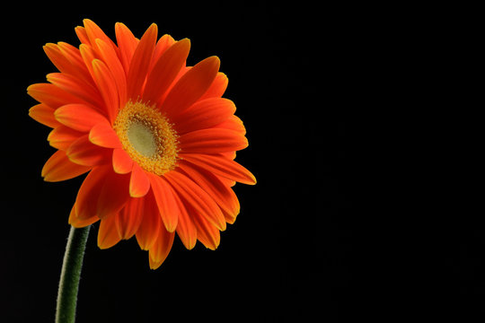 Orange Daisy Flower On Black