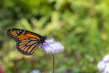 Monarch Butterfly Feeding on Nectar on Purple Flower in Garden Horizontal with Copy Space