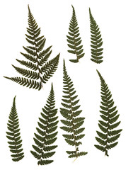 Pressed and dried fern. Isolated on white background. For use in