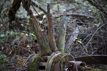 Old, rotted wooden wagon wheel with rust and moss in a forest