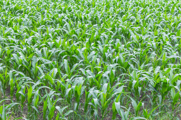 Fototapeta premium corn farm in asia