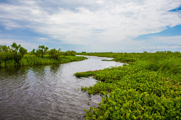 Egrets flying over Louisiana Bayou New Orleans Lush Swamp Greenery